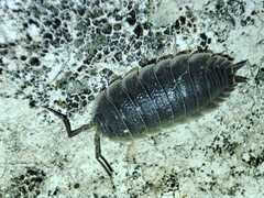 Porcellio hoffmannseggii