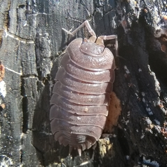 Trachelipus arcuatus