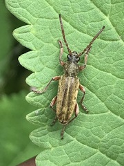 Ochraethes brevicornis