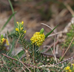 Thymelaea coridifolia