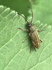 Ochraethes brevicornis