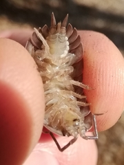 Trachelipus arcuatus