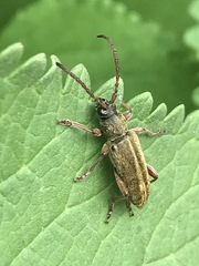 Ochraethes brevicornis