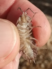 Trachelipus arcuatus