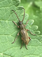 Ochraethes brevicornis