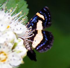 Heliomata infulata