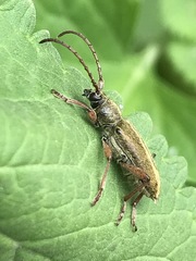 Ochraethes brevicornis