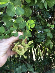 Pithecellobium unguis-cati