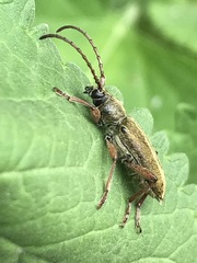 Ochraethes brevicornis