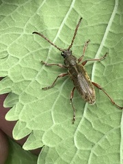 Ochraethes brevicornis