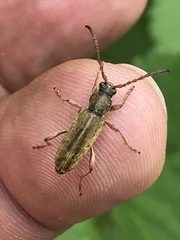 Ochraethes brevicornis