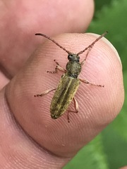 Ochraethes brevicornis