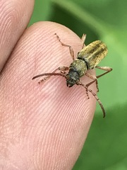 Ochraethes brevicornis