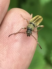 Ochraethes brevicornis