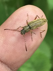 Ochraethes brevicornis