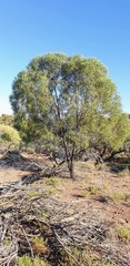 Myoporum platycarpum platycarpum