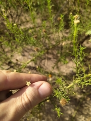 Baccharis ulicina