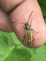 Ochraethes brevicornis