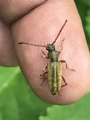 Ochraethes brevicornis