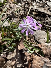 Phlox bifida