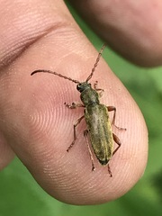 Ochraethes brevicornis