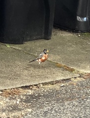 Turdus migratorius