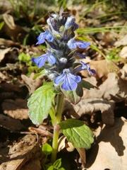 Ajuga genevensis