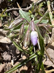 Phlox bifida