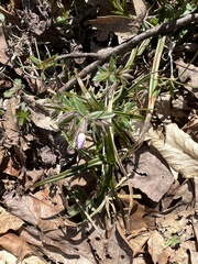 Phlox bifida
