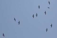 Streptoprocne semicollaris