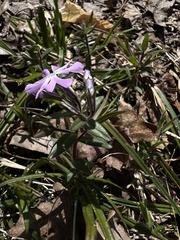 Phlox bifida