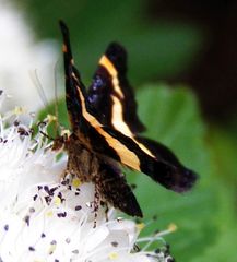 Heliomata infulata