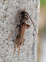 Haplidus laticeps