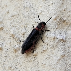 Monophylla terminata