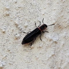 Monophylla terminata