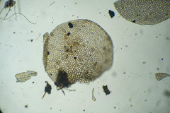 Nardia scalaris