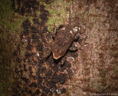 Poropterus bisignatus