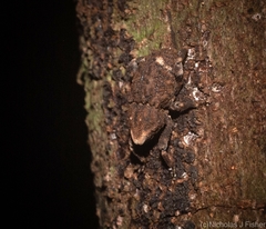 Poropterus bisignatus