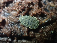 Holacanthella spinosa