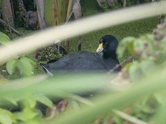 Fulica americana