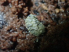 Holacanthella spinosa