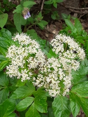 Lecokia cretica