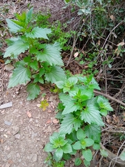 Scrophularia peregrina