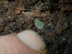 Holacanthella spinosa