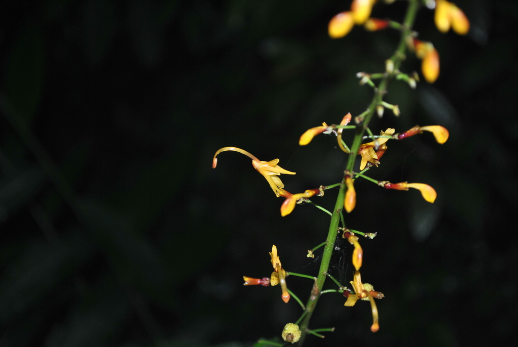 Globba emeiensis
