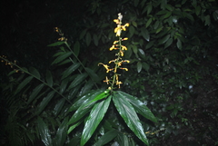 Globba emeiensis