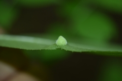 Phylloxera caryaeavellana