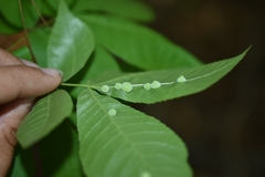 Phylloxera caryaeavellana