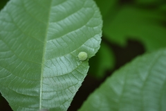 Phylloxera caryaeavellana