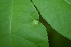 Phylloxera caryaeavellana